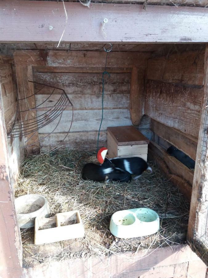 Apartmán Dvorečná Loučovice Esterno foto