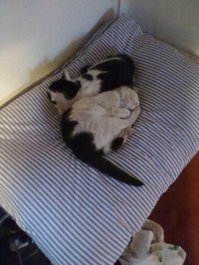 Apartmán Dvorečná Loučovice Esterno foto
